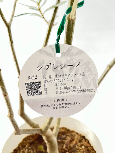 NEW【法人限定】シプレシーノ（オリーブの木）｜ XLサイズ｜NO.2049｜約190cm｜初心者・シンボルツリー向け
