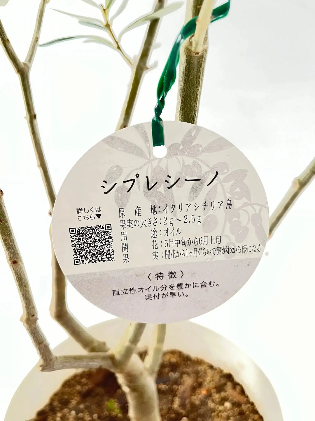 人気・初心者向き・シンボル向き】シプレシーノ（オリーブの木