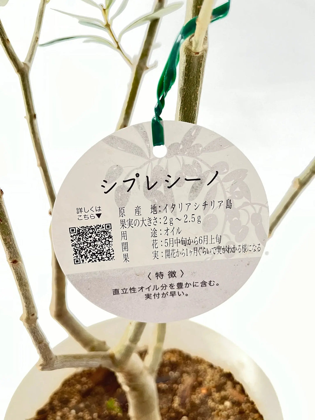 シプレシーノ Lサイズ 約200cm NO.10325 オリーブの木 - 株式会社鶴亀園