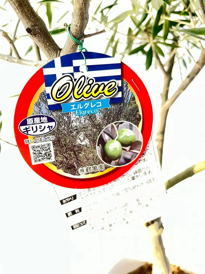 人気・直立型・室内OK】エルグレコ（オリーブの木）〈開帳型〉｜130cm