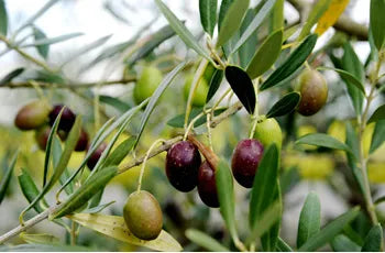 太陽のきらめき｜香川県産エクストラバージンオリーブオイル（50ml・100ml・200ml）