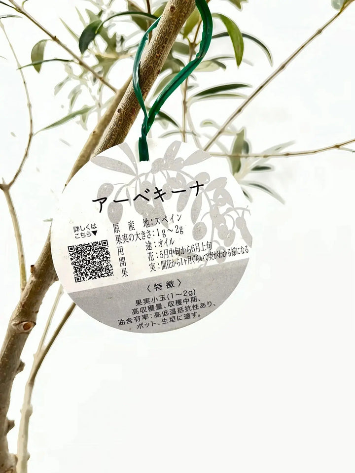 人気・小実】アルベキーナ（オリーブの木）〈盆栽風〉〈ギフト向き