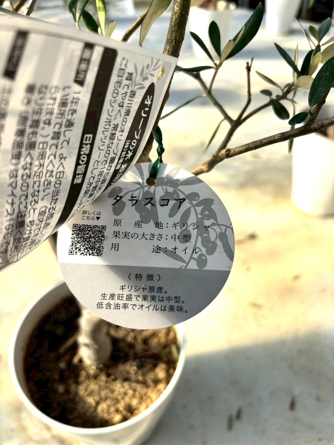 オリーブの木　oguraen 観葉植物 オリーブの木 10号 バロウニ アートストーン ラウンド グレー