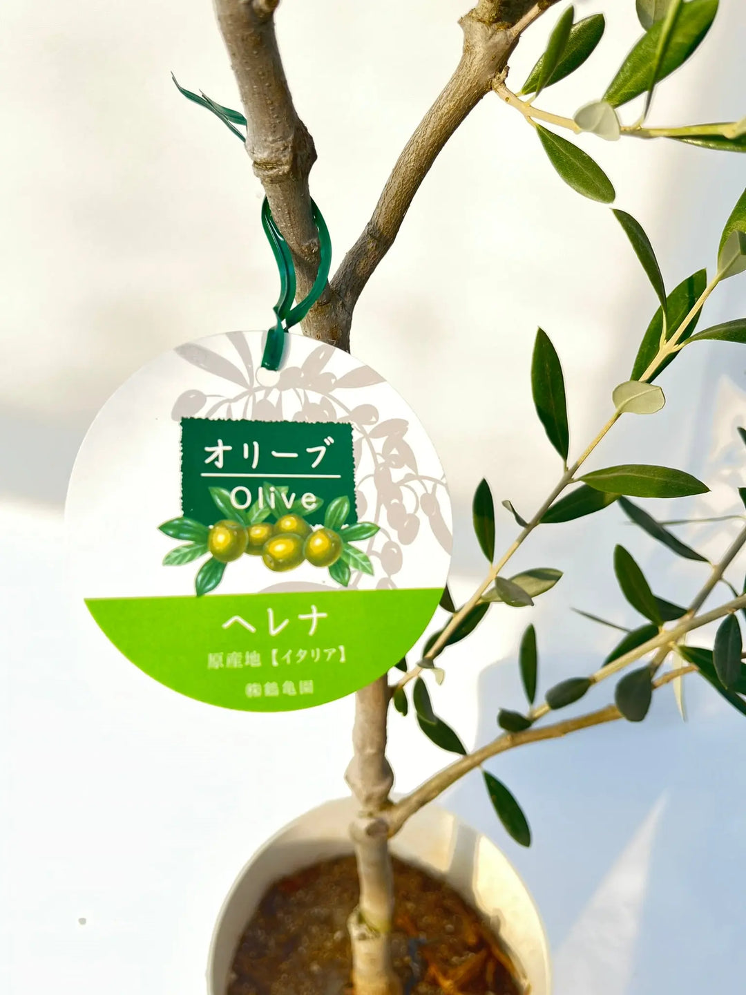 寒さに強い・開帳型】ヘレナ（オリーブの木）〈大型商品〉｜約130cm