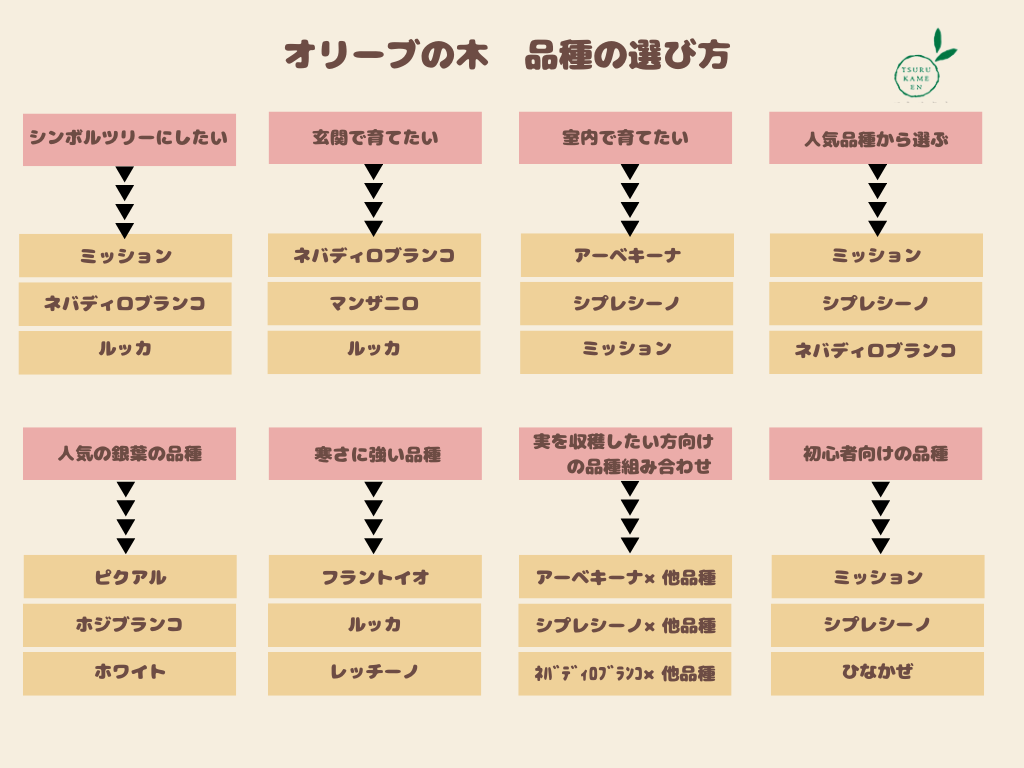 ひなかぜ　Mサイズ　約160cm　NO.10373　オリーブの木