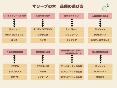 ひなかぜ　Mサイズ　約170cm　NO.10369　オリーブの木