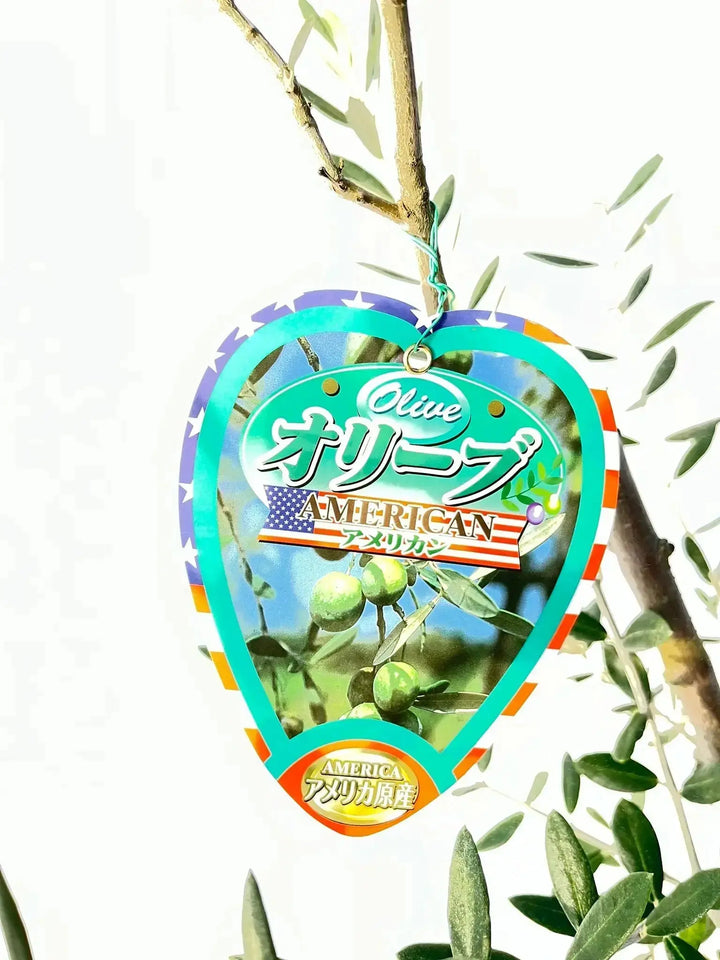 ぷりん　オリーブの木　アメリカン　太幹　植物 オリーブの木 アメリカン 太幹 植物