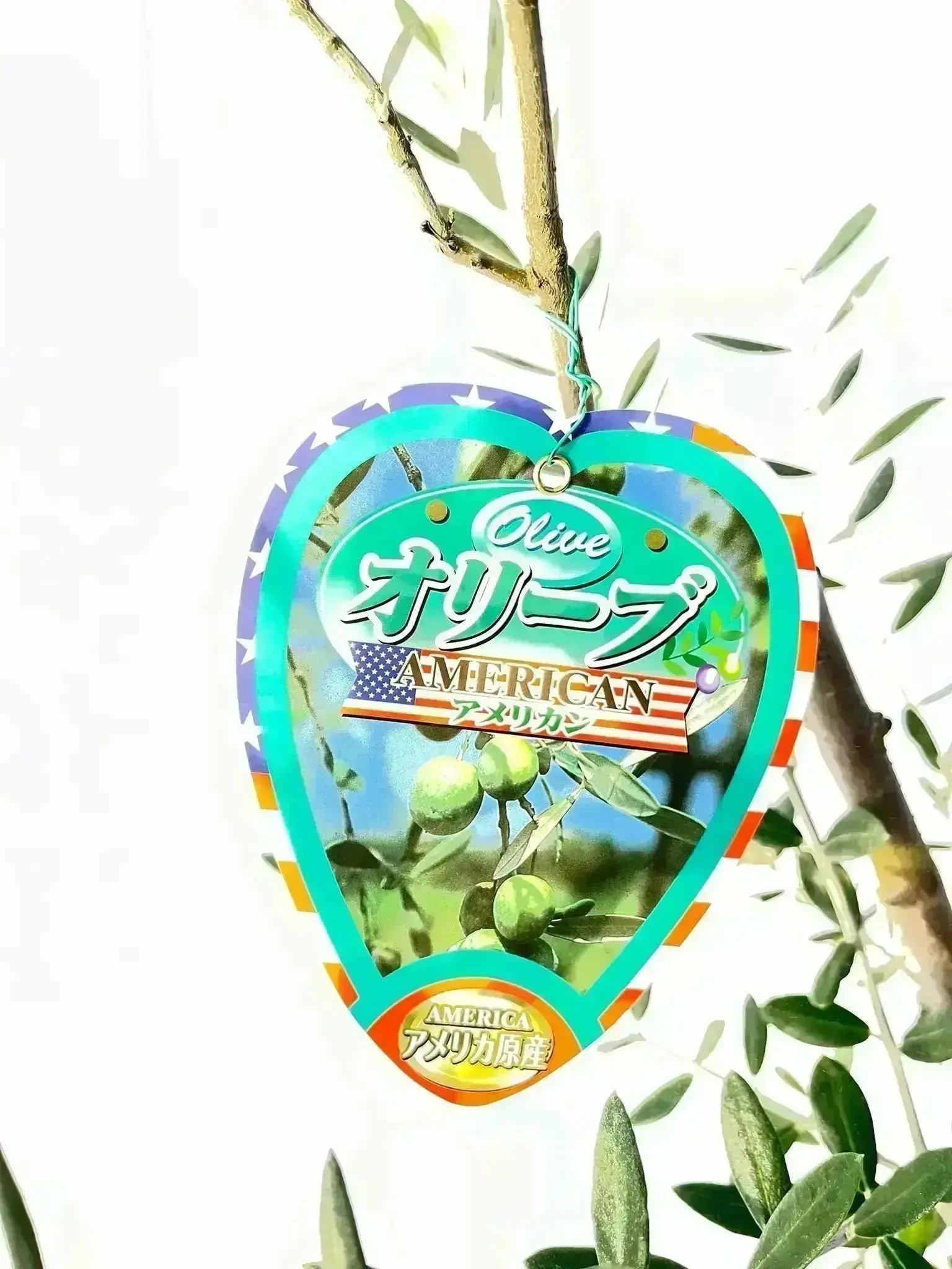 アメリカン XSサイズ 約60cm NO.10503 オリーブの木 希少品種
