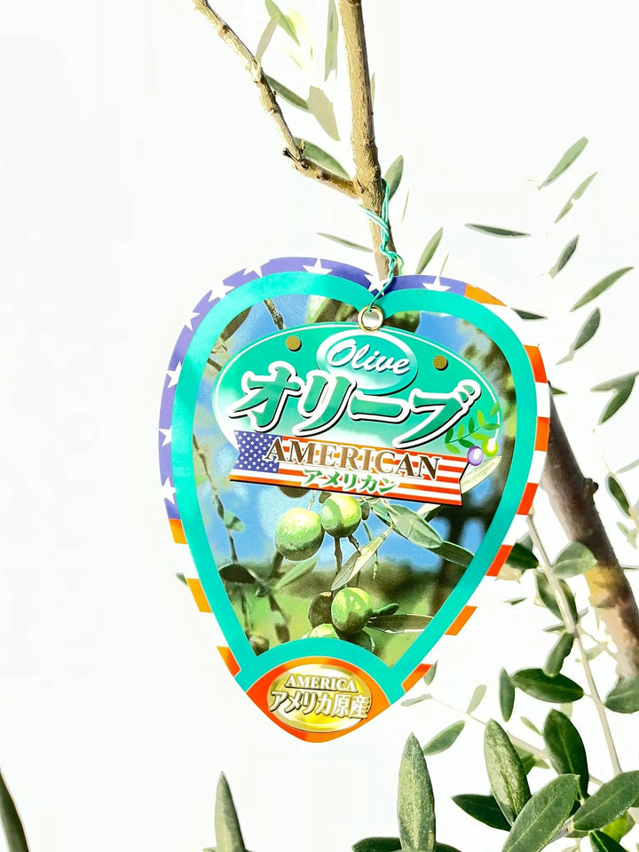 ぷりん　オリーブの木　アメリカン　太幹　植物 R100 スペイン産 樹齢100年～ 太幹 二股 オリーブ古木 福岡販売