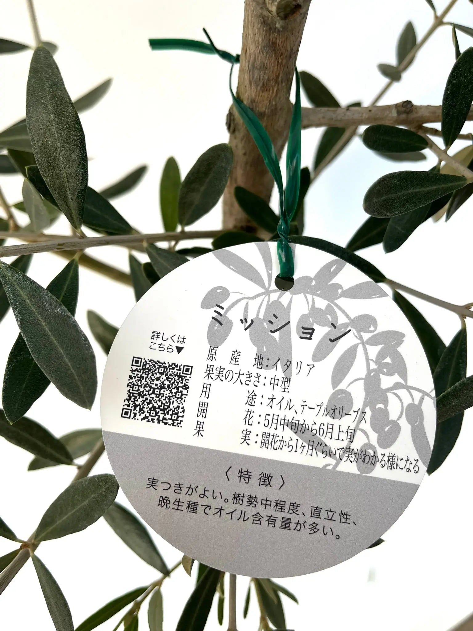 オリーブの木　薄型持ち手　 ちょっとした時にちょうどいいのよ！　約33cm オリーブの木 薄型持ち手 ちょっとした時にちょうどいいのよ！ 約33cm