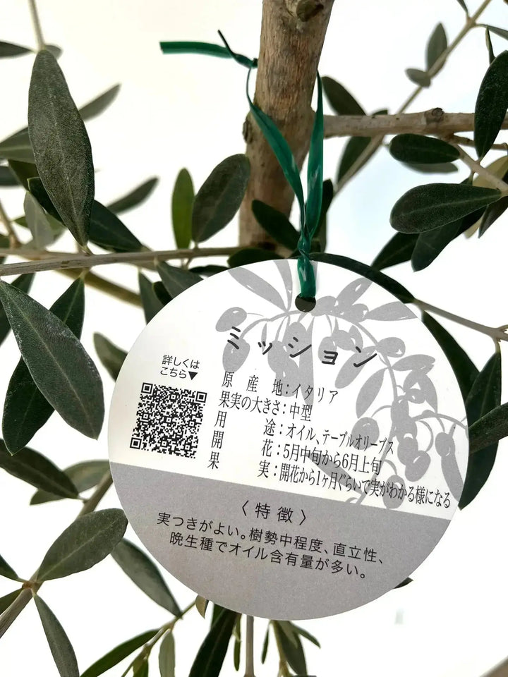 人気・直立型】ミッション（オリーブの木）〈シンボル向き〉｜155cm｜M