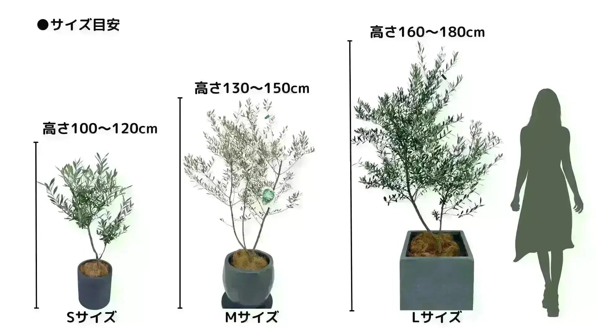 オリーブの木　ひなかぜ　8号　約130cm　K-225　現品掲載 オリーブの木 ひなかぜ 8号 約130cm K-225 現品掲載