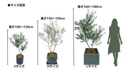 ホワイト　Mサイズ　約135cm　NO.10348　オリーブの木 株式会社鶴亀園