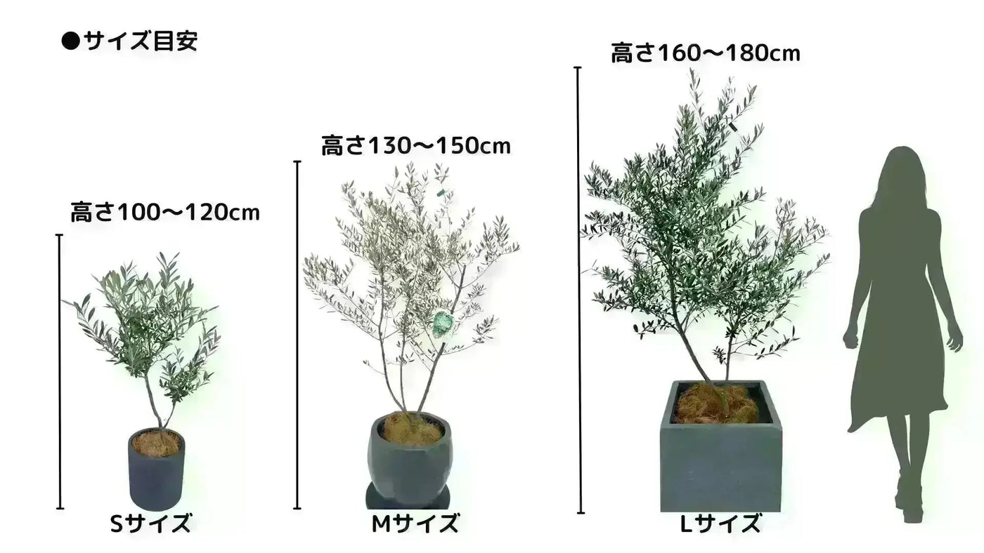 シプレシーノ　Sサイズ　約cm　NO.10350　オリーブの木 株式会社鶴亀園