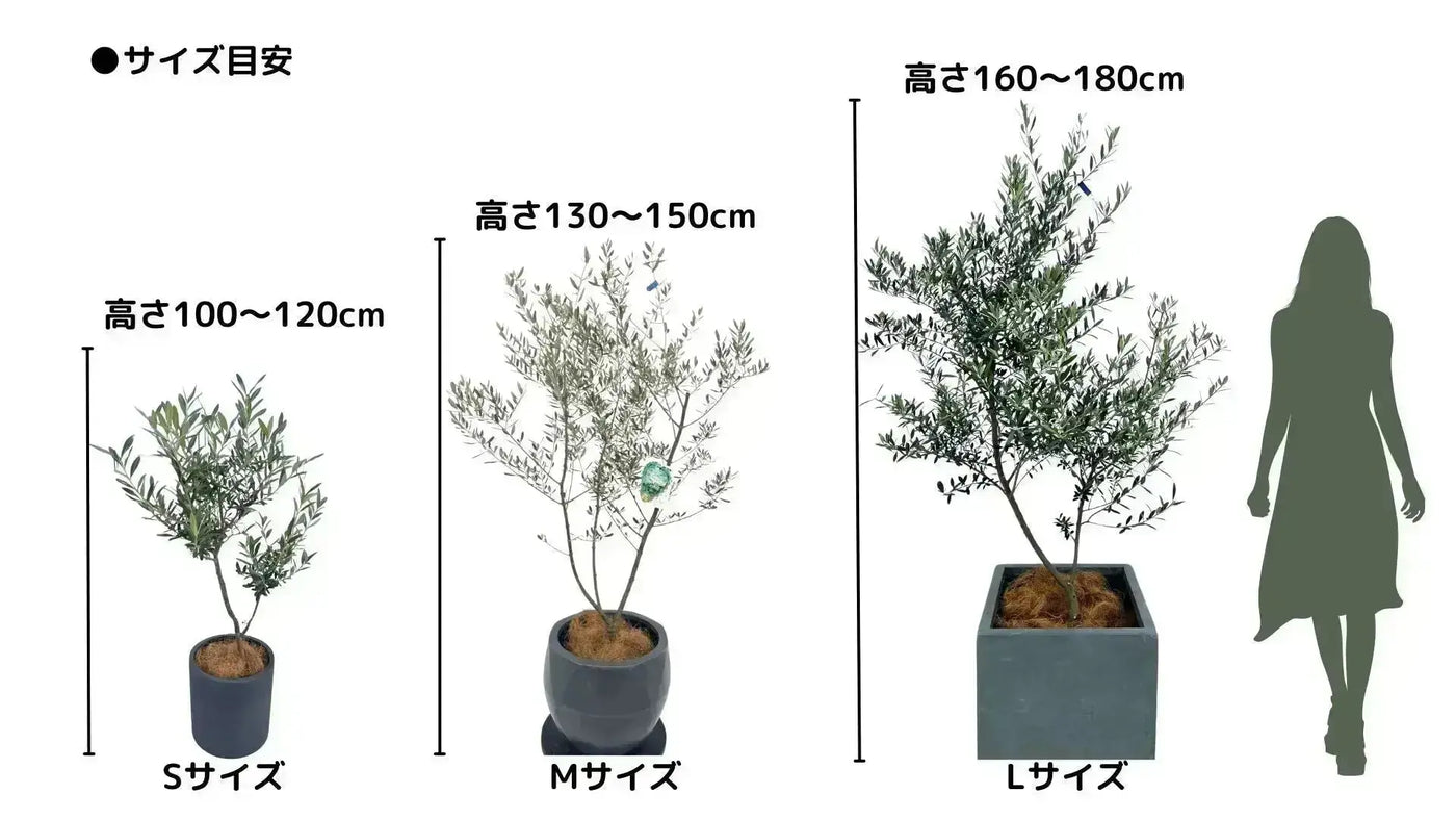 【人気・寒さ・病害虫に強い】フラントイオ（オリーブの木）〈開帳型〉｜110cm｜Sサイズ｜No.10554 株式会社鶴亀園