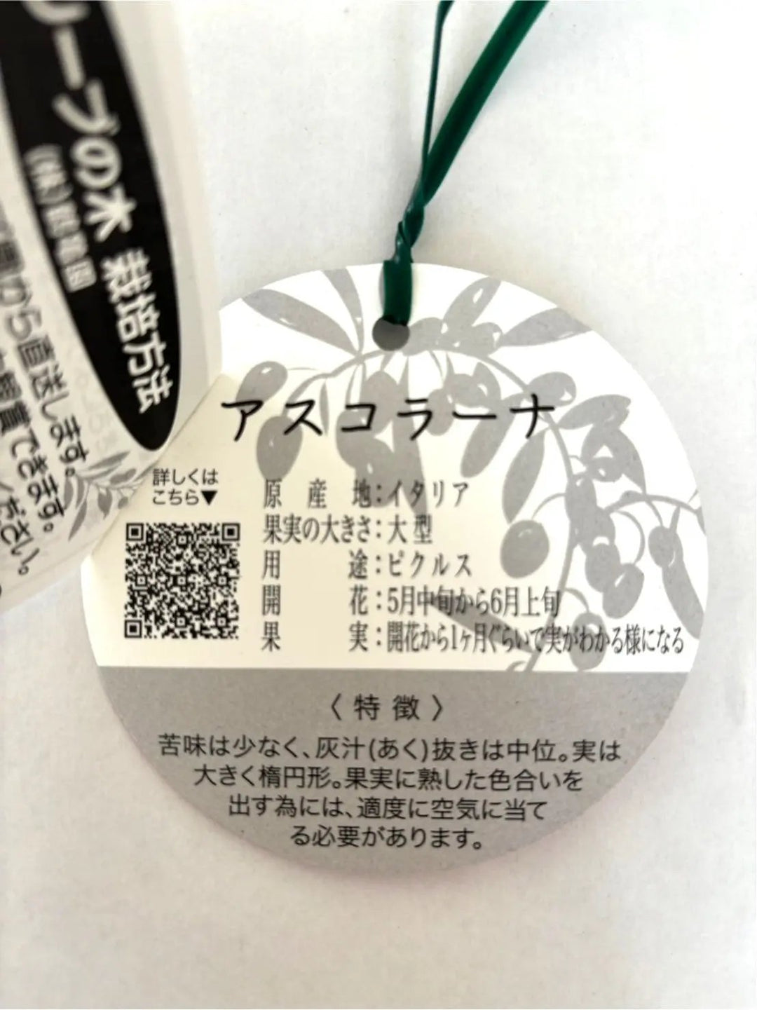 オリーブの木　アスコラーナ　10号　約175cm　NO.680　現品掲載 NEWアスコラーナ（オリーブの木）｜Lサイズ｜NO.10680｜約175cm｜観賞