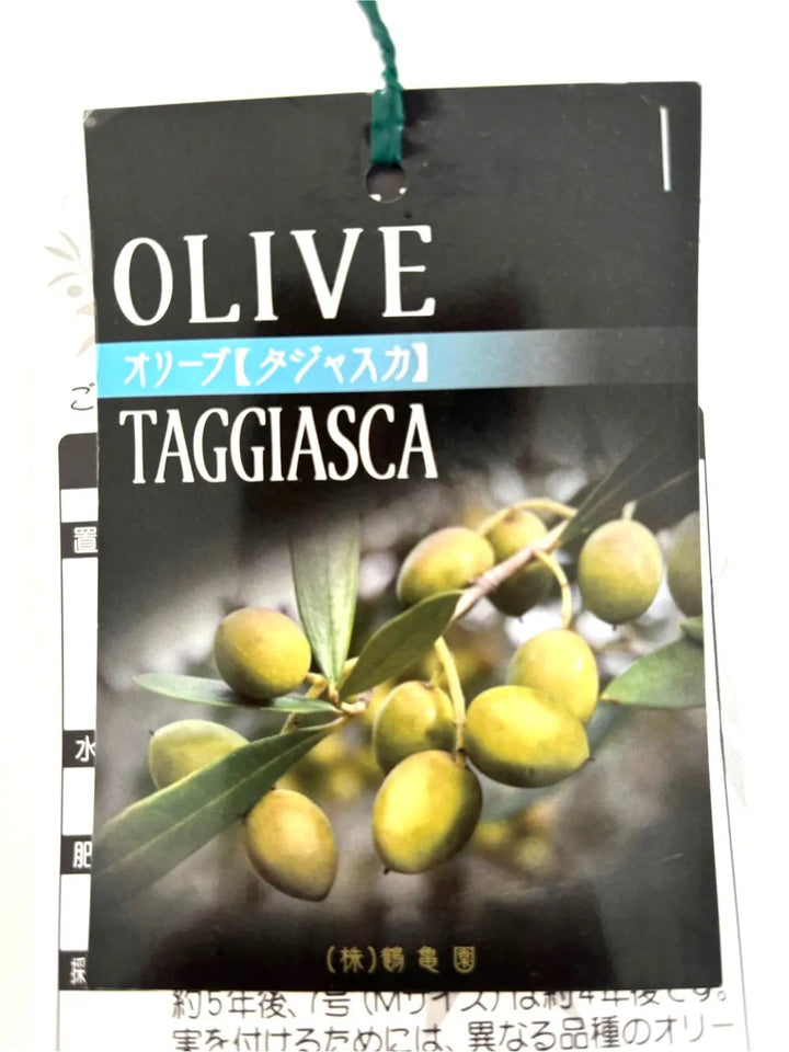 NEW【法人限定】タジャスカ（オリーブの木）｜XLサイズ｜NO.2054｜約