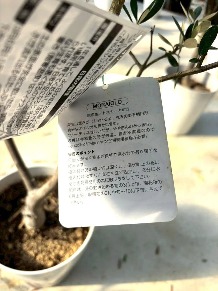 NEWモライオロ（オリーブの木）｜Lサイズ｜K-340｜約180cm｜希少