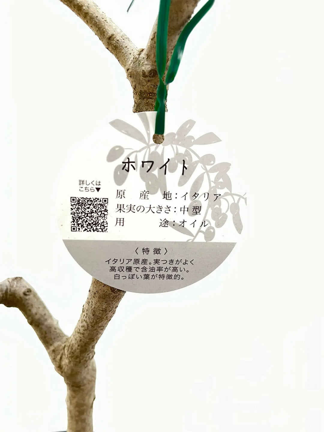 ホワイト Mサイズ 約135cm NO.10348 オリーブの木 - 株式会社鶴亀園