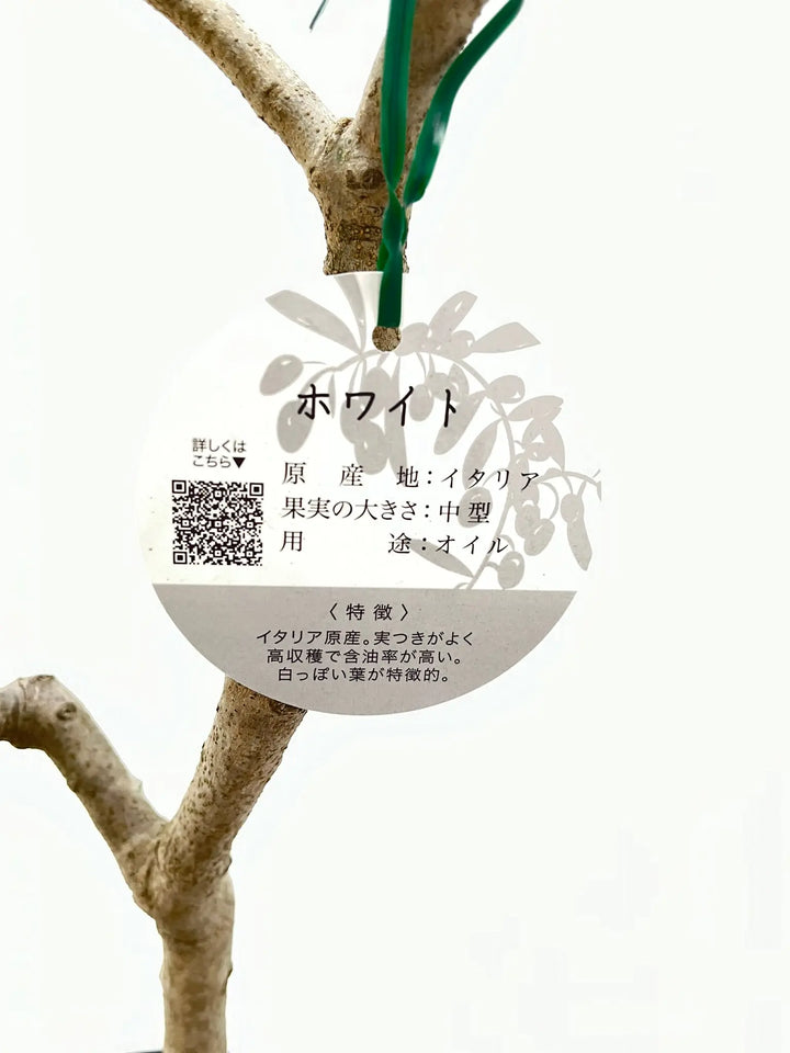 ホワイト Lサイズ 約160cm K-48 オリーブの木 - 株式会社鶴亀園