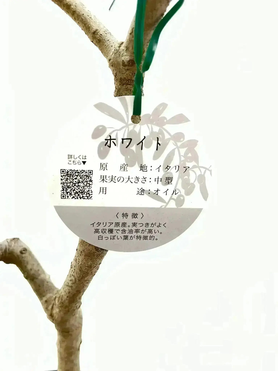 ホワイト XXSサイズ 約60cm NO.10443 オリーブの木 品種名