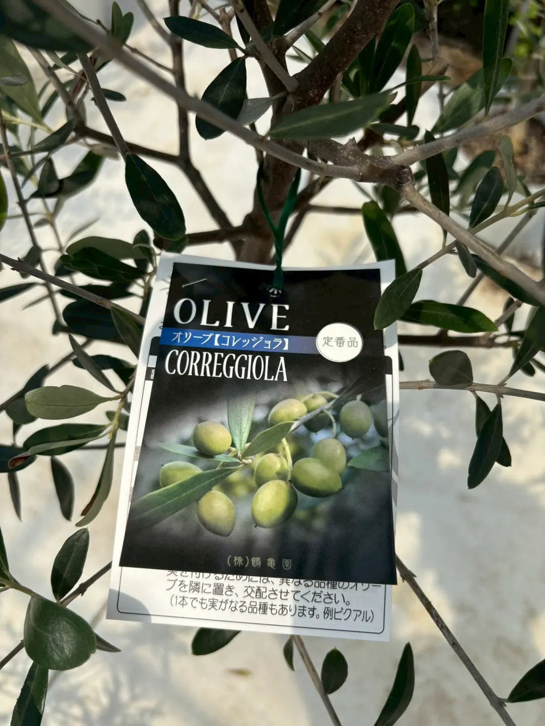 寒さに強い・開帳型】コレッジョラ（オリーブの木）〈病害虫に強い