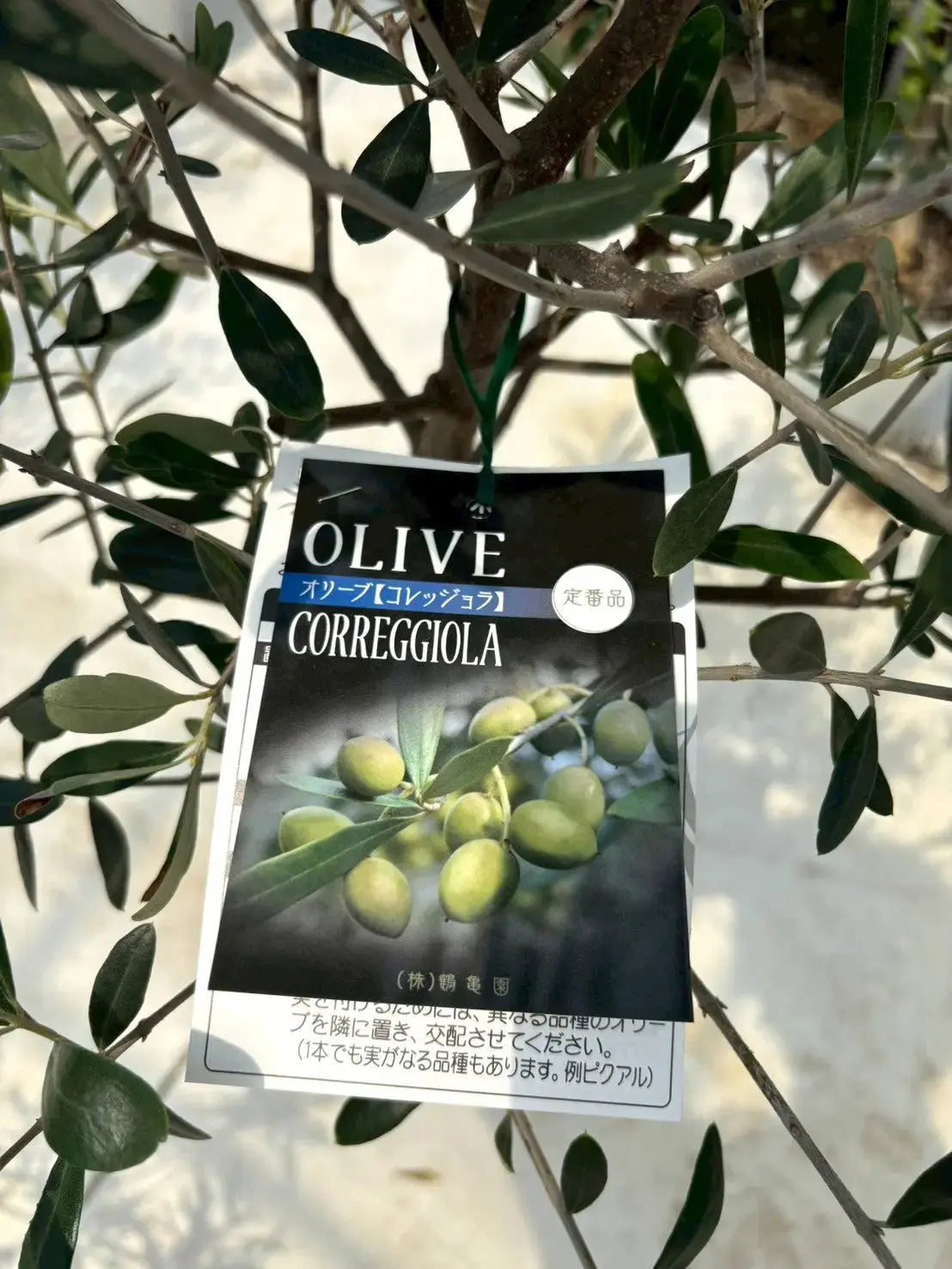 NEWコレッジョラ（オリーブの木）｜XLサイズ｜NO.2035｜約200cm｜寒冷