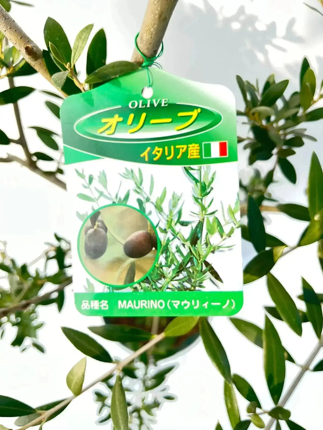 希少・柳型】マウリーノ（オリーブの木）〈シンボル向き
