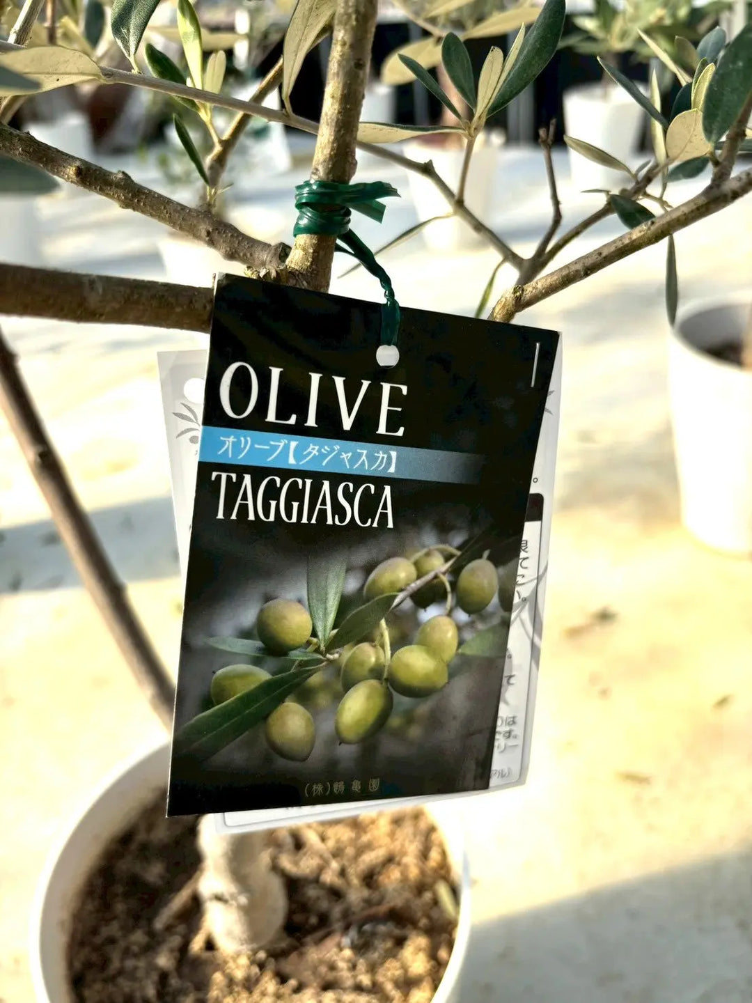 NEWタジャスカ（オリーブの木）｜XLサイズ｜NO.2148｜約190cm｜寒冷地