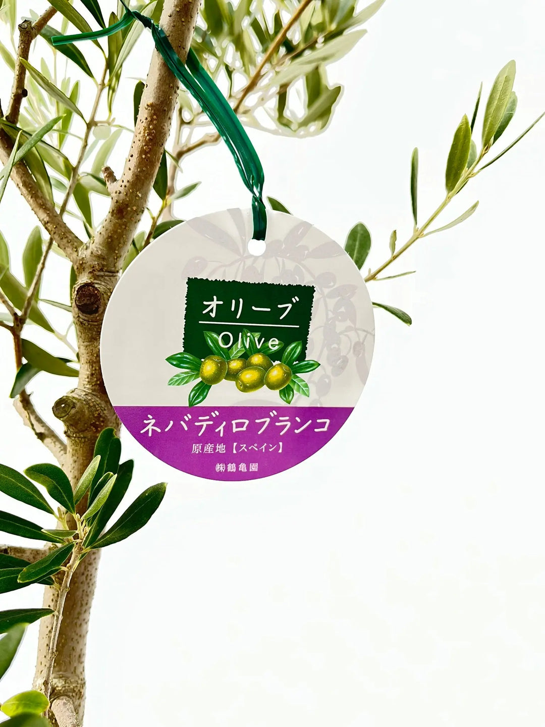 ネバディロブランコ Lサイズ 約150cm NO.10206 オリーブの木 - 株式