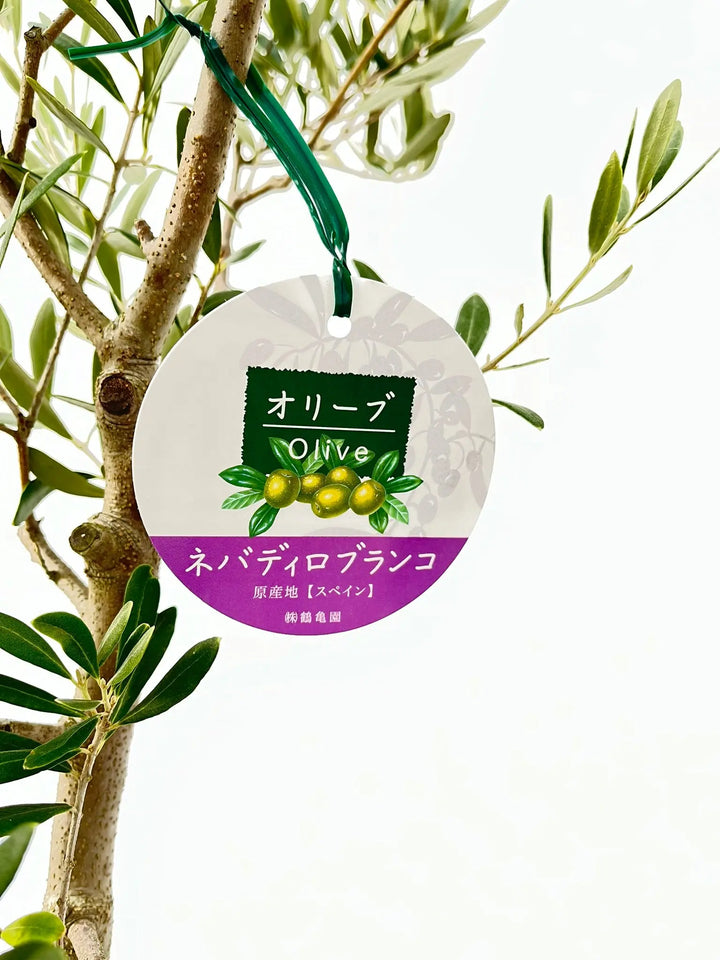 ネバディロブランコ Lサイズ 約150cm NO.10206 オリーブの木 - 株式