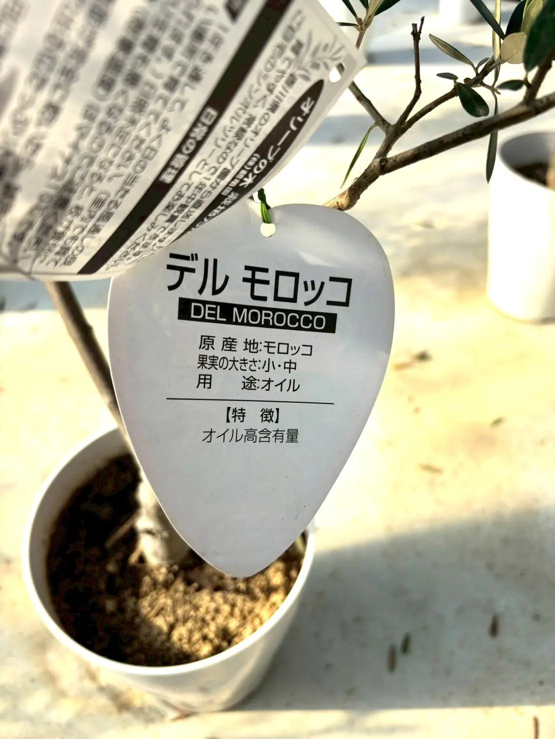 NEWデルモロッコ（オリーブの木）｜Mサイズ｜K-323｜約120cm｜希少