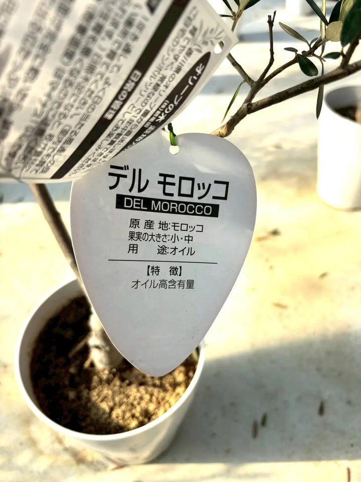 NEWデルモロッコ（オリーブの木）｜Mサイズ｜K-323｜約120cm｜希少