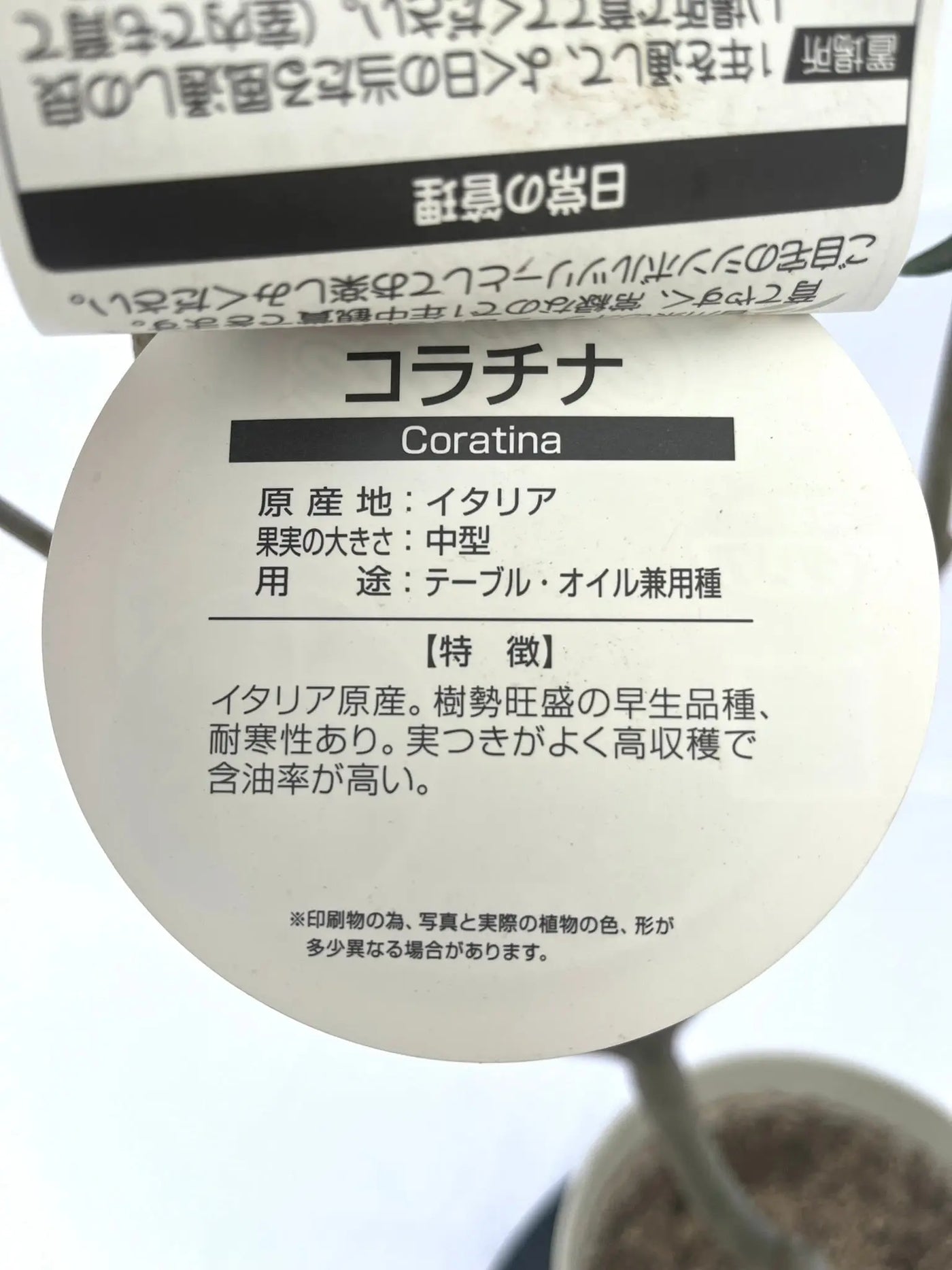 コラチナ　Sサイズ　150cm　NO.10241　オリーブ苗木　オリーブ 株式会社鶴亀園