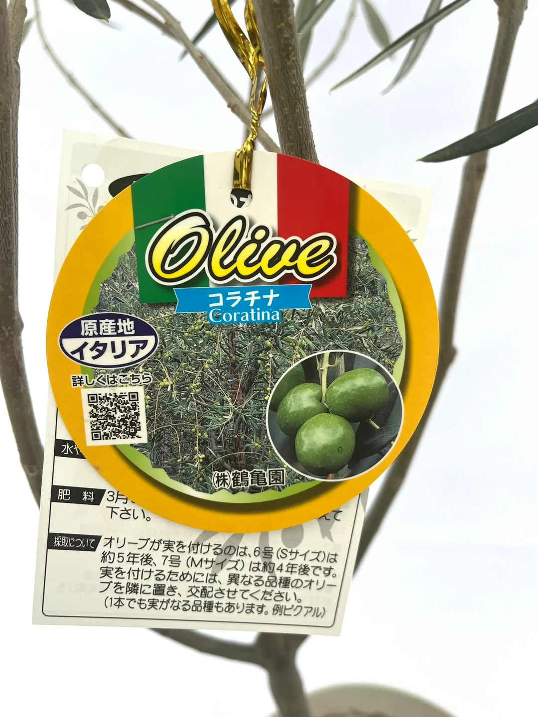 オリーブの木　コラチナ　7号　約95cm　NO.10538　人気品種　一点物 人気・直立型】コラチナ（オリーブの木）〈シンボル向き〉｜95cm