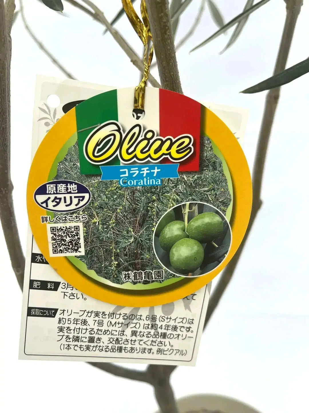 ねこなでたい農園　オリーブの木　コラティナ　極太　古木　8月17日出品終了 ねこなでたい農園 オリーブの木 コラティナ 極太 古木 8月17日出品