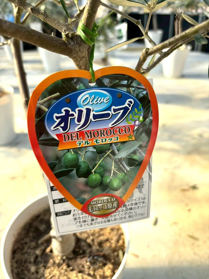 NEWデルモロッコ（オリーブの木）｜Mサイズ｜K-325｜約110cm｜希少