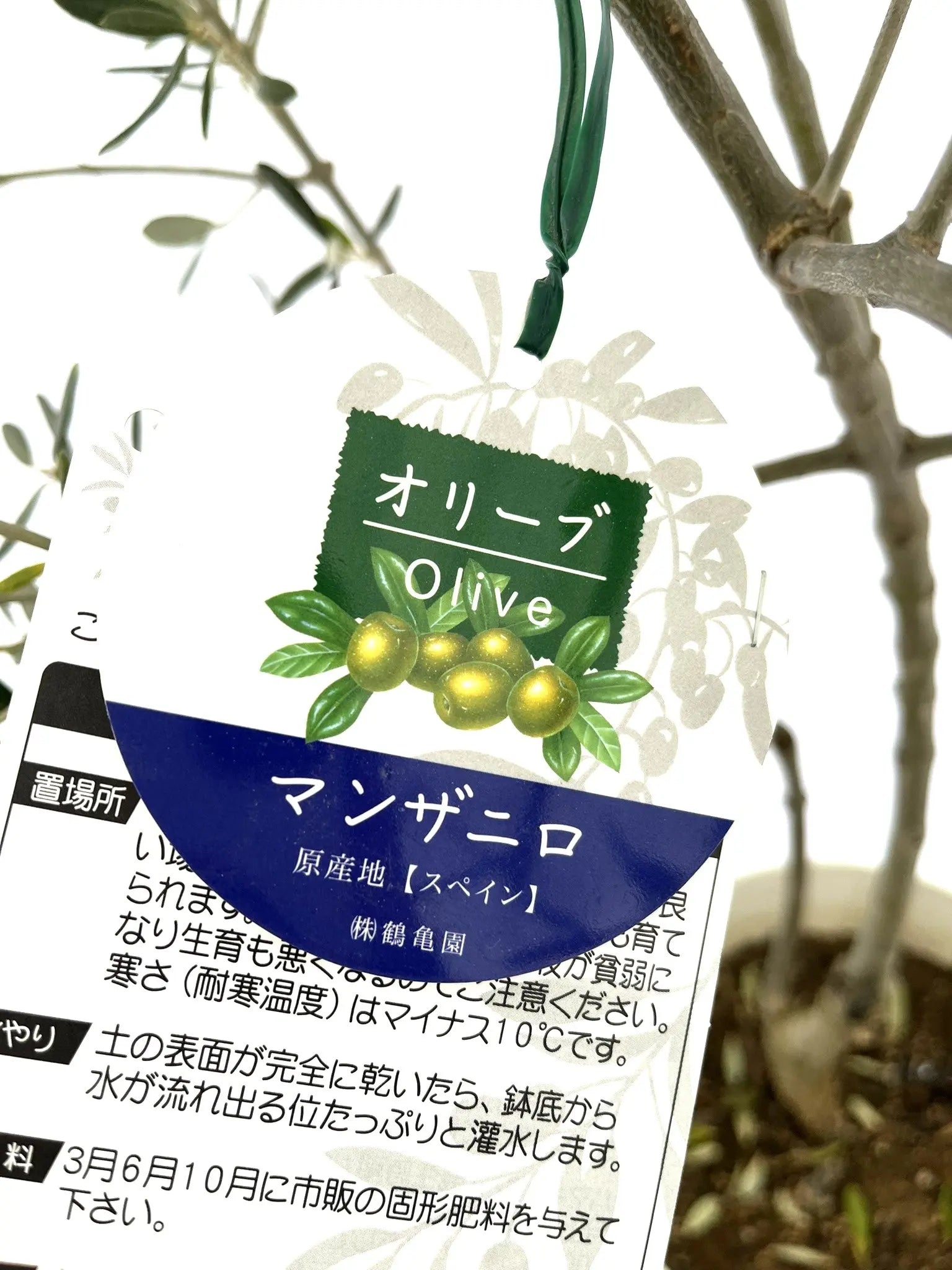 オリーブ　マンザニロ　2 マンザニロ Sサイズ 約100cm NO.10342 オリーブの木 - 株式会社
