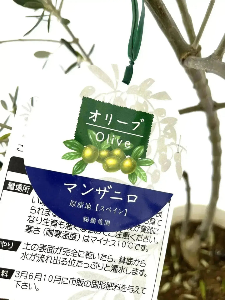 オリーブ　プロフご覧下さいです fe49ee35c5a1c644046274efeba834