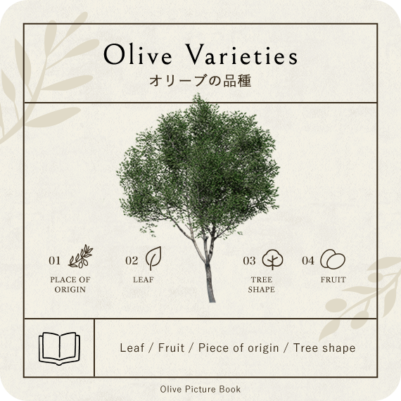 オリーブの品種