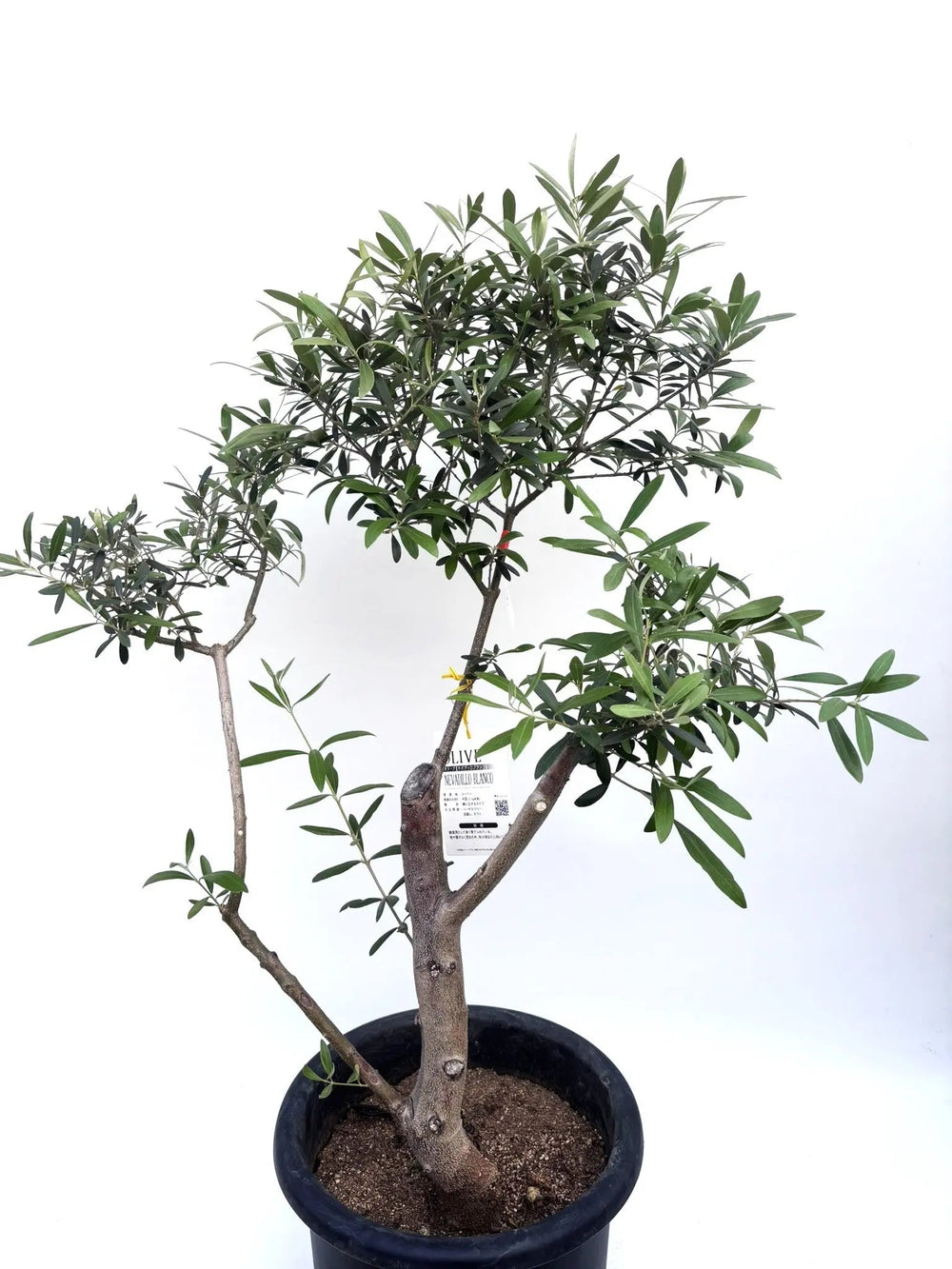 オリーブの木（全商品）｜写真の木をそのままお届け［現品販売］｜鶴亀
