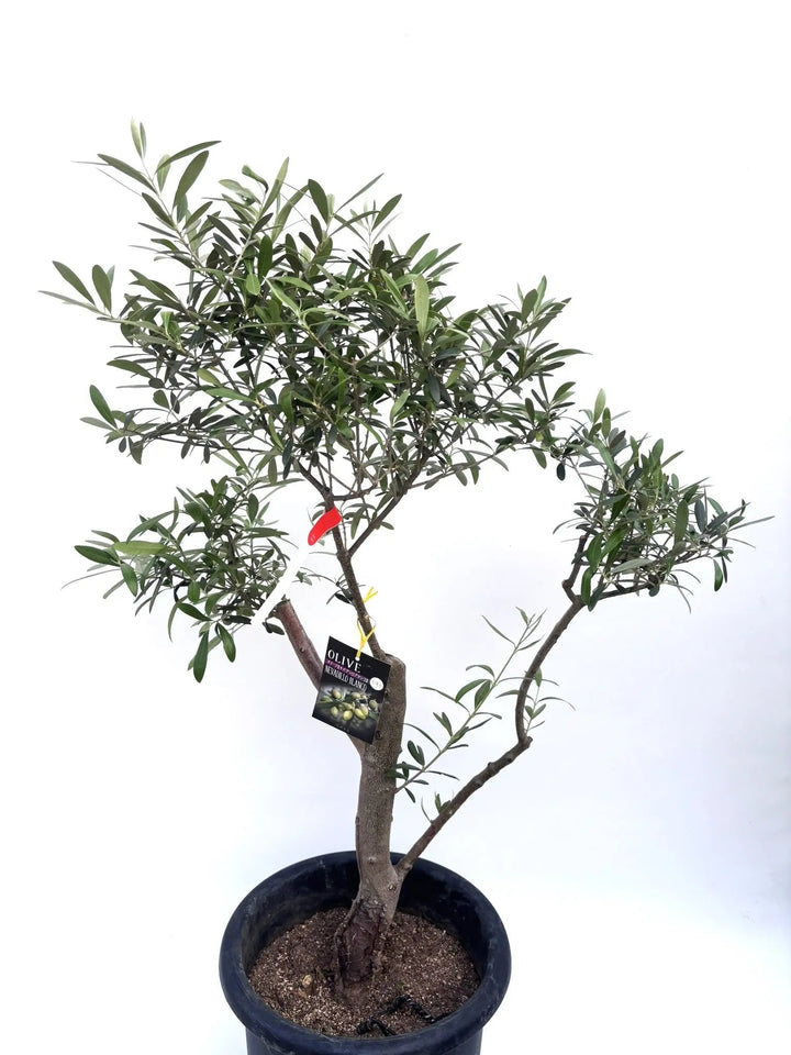 オリーブ 木 110cm アザパ① 一点物 希少品種 匿名配送 剪定済み