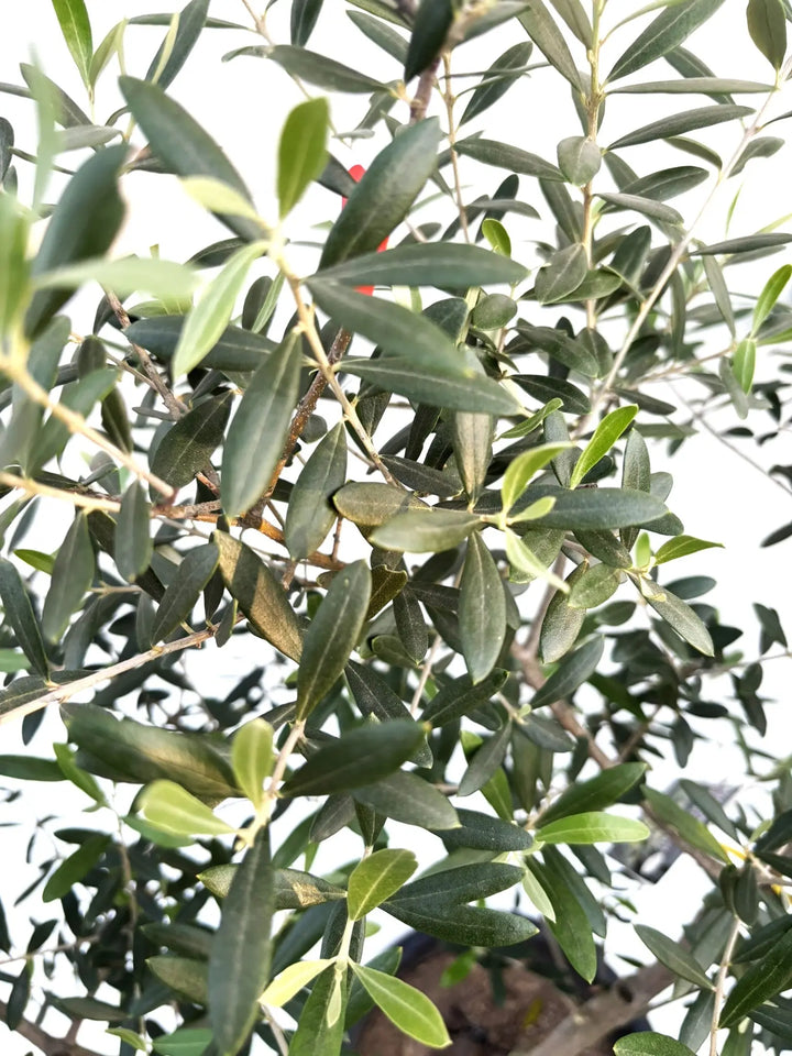 人気・開帳型】ネバディロブランコ（オリーブの木）〈初心者向き〉｜約