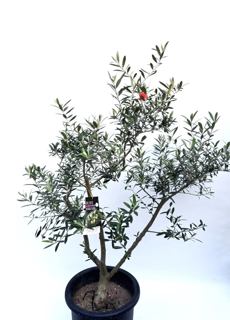 オリーブの木 ネバディロブランコ 8号 約130cm NO.574 人気品種
