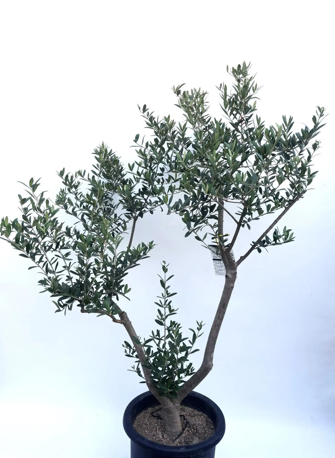 小豆島で育てたオリーブの木 ネバディロブランコ N2516 l-140cm-k-156-587034_1080x.jpg