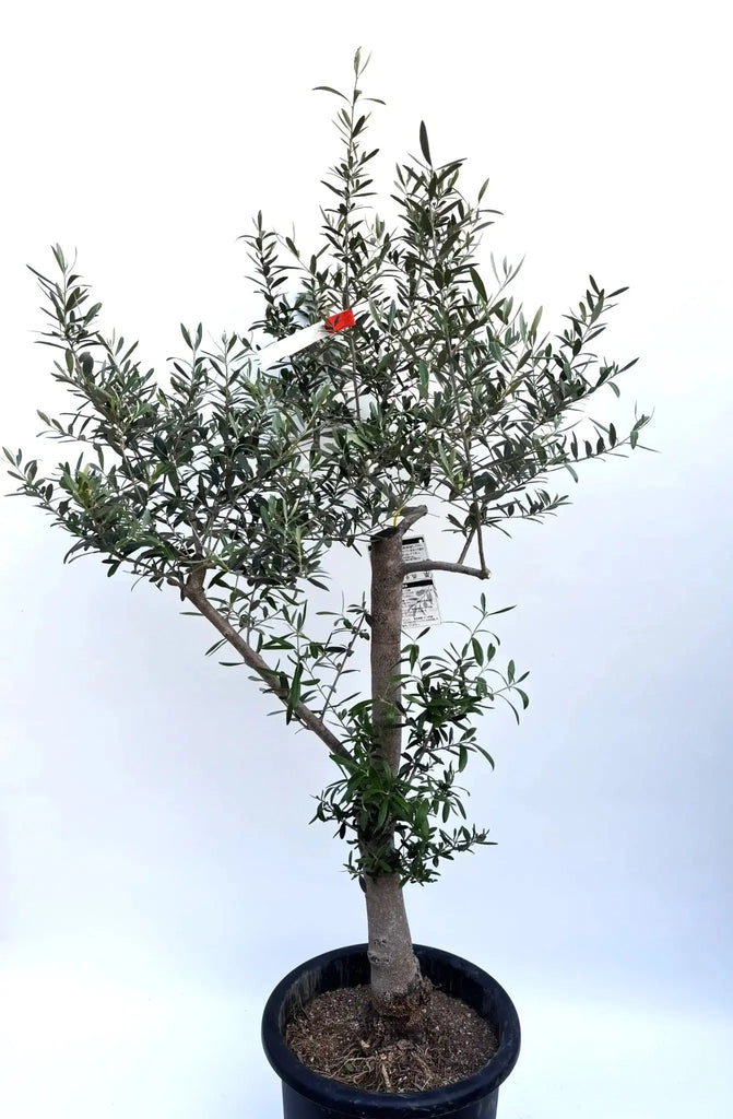 ネバディロブランコ Lサイズ 約140cm K-163 オリーブの木 人気品種