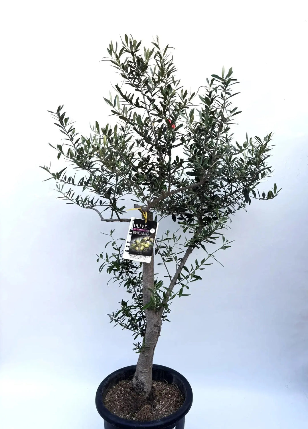 ネバディロブランコ Lサイズ 約140cm K-163 オリーブの木 人気品種