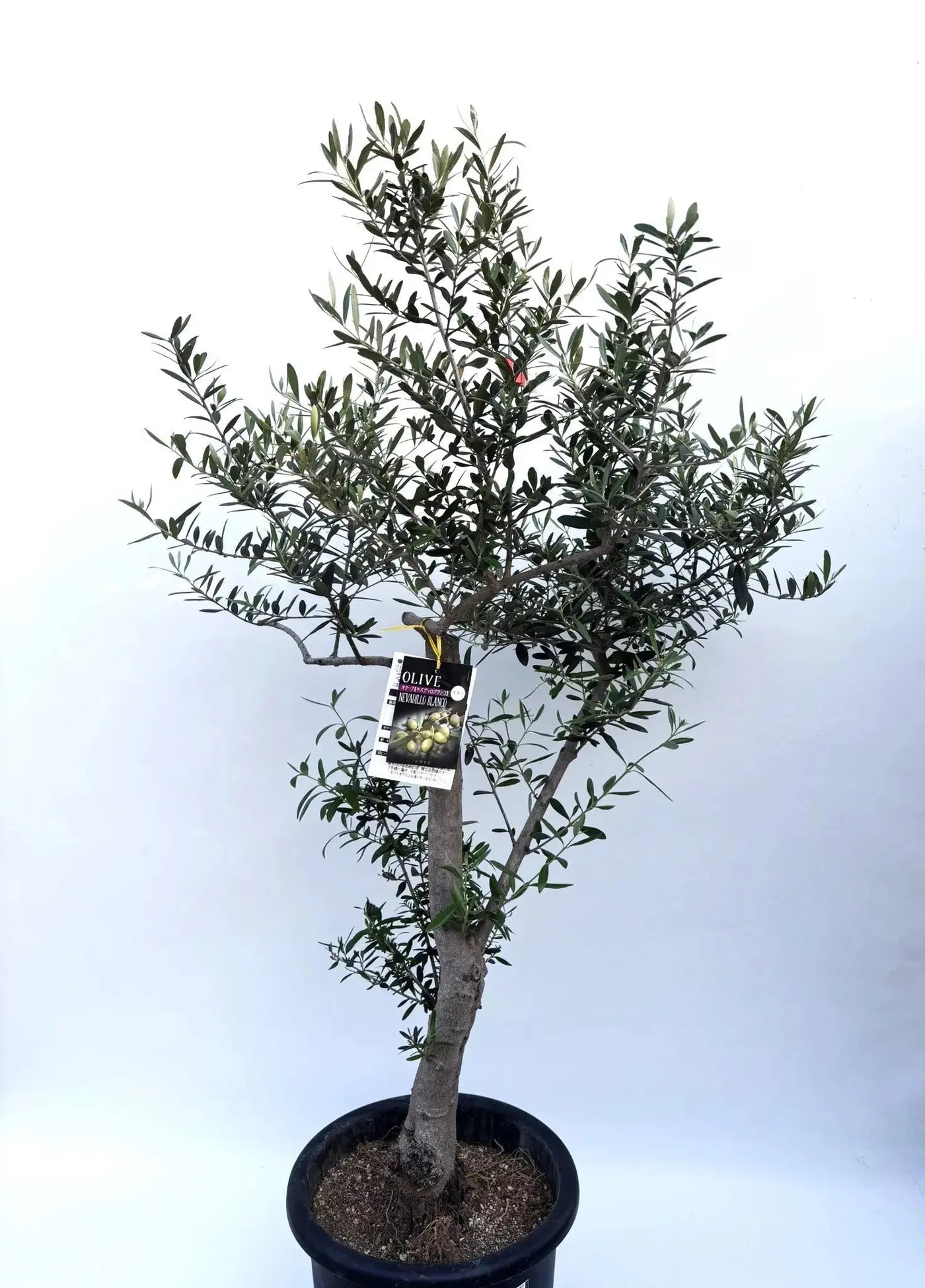 ネバディロブランコ Lサイズ 約140cm K-163 オリーブの木 人気品種