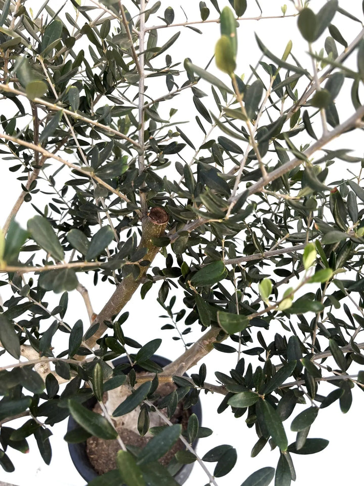 オリーブの木　ルッカ　10号　約140cm　K-168　人気品種　一点物 オリーブの木 ルッカ 10号 約140cm K-168 人気品種 一点物 ルッカ L