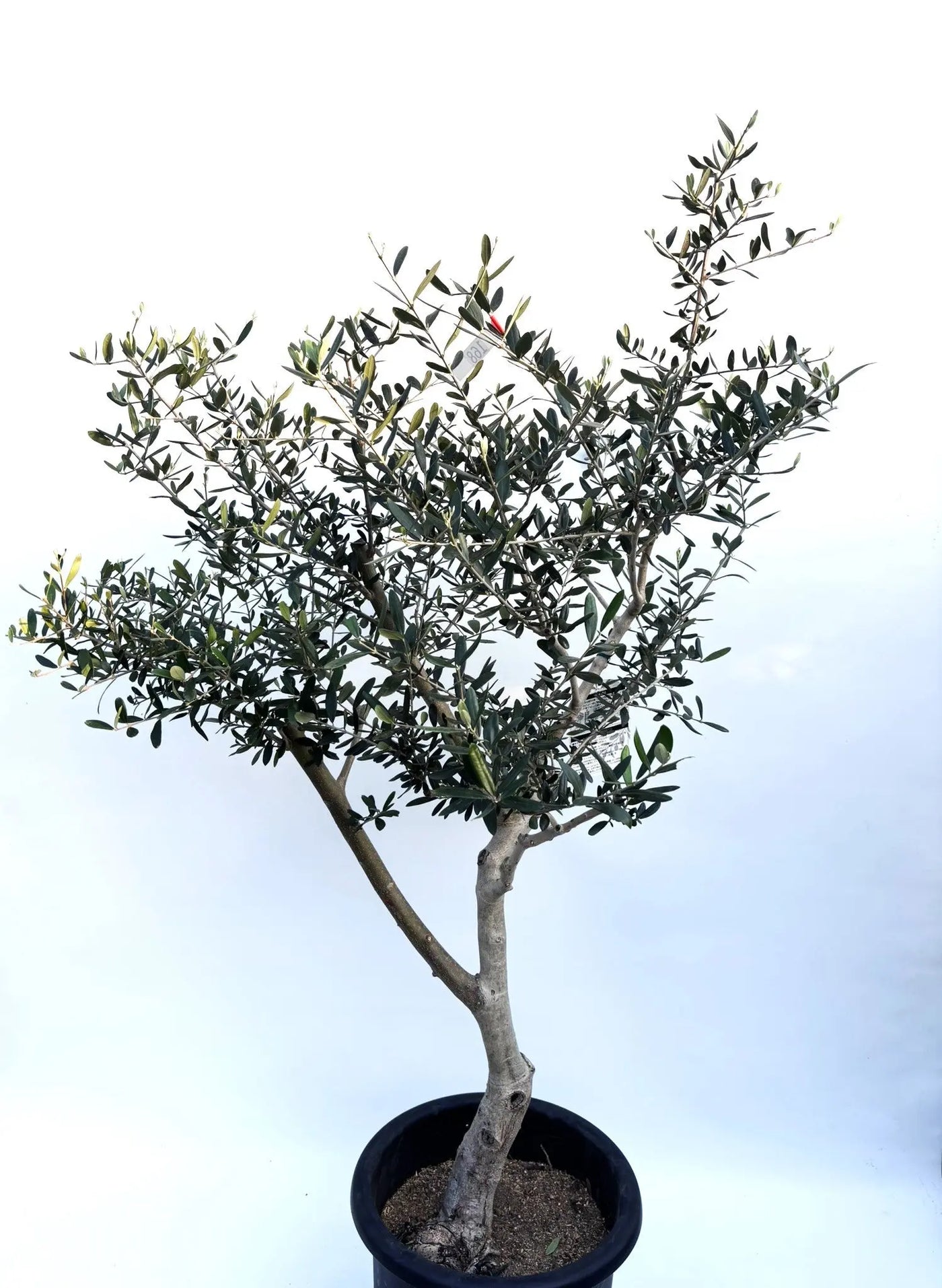 オリーブの木　タラスコア　6号　約80cm　K-121　希少品種　一点物 希少】タラスコア（オリーブの木）〈観葉植物〉｜約80cm｜XS